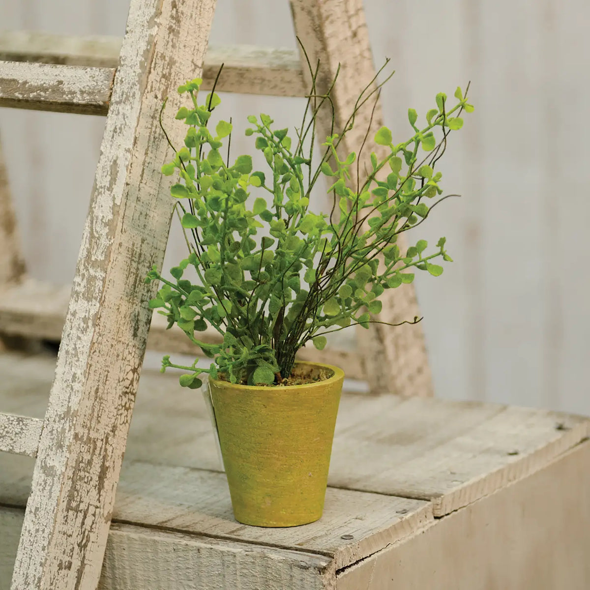 Potted Fern, 8 in.