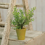 Potted Fern, 8 in. 2