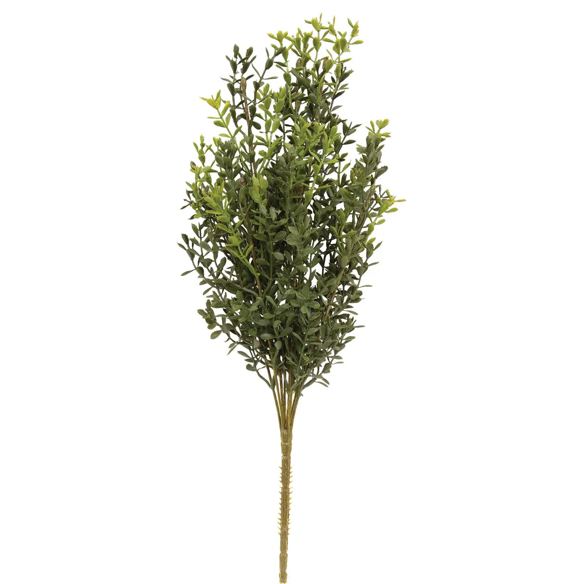New England Boxwood Bush, 19 in.