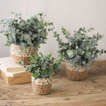 Artificial Eucalyptus Plants in Woven Pot - MEDIUM 2