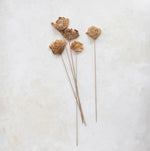 Dried Natural Mushroom Bunch, 23