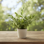 Fern Bush, 15 in. 2