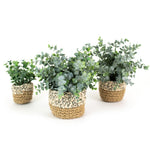 Artificial Eucalyptus Plants in Woven Pot - Medium featuring lush green leaves in a natural woven basket, perfect decor gift for kitchen or dining by Knotty and Board. 1