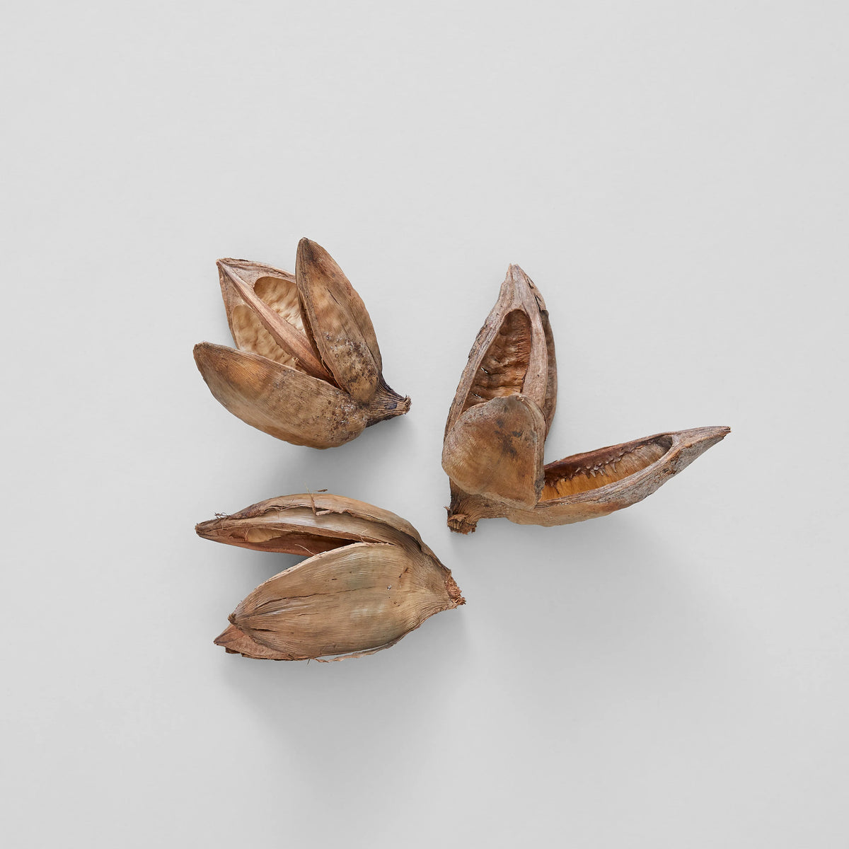Three natural brown seed pods arranged on a white background showcasing the rustic texture and shape of Assorted Sora Pods, Each Varies, perfect for decor and gifts from Knotty and Board.