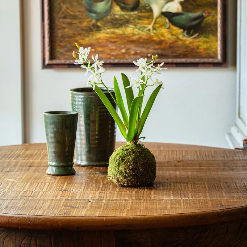 Mini Vanda Orchid in Moss Ball, White, 12.5 X 6 X 16 in.