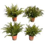 Green House Fern Collection, Assorted, Priced Individually, 20 in. 1