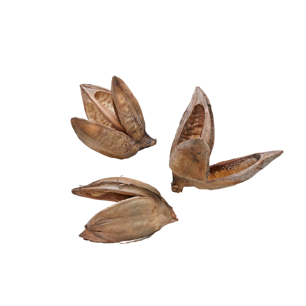 Assorted Sora Pods, each