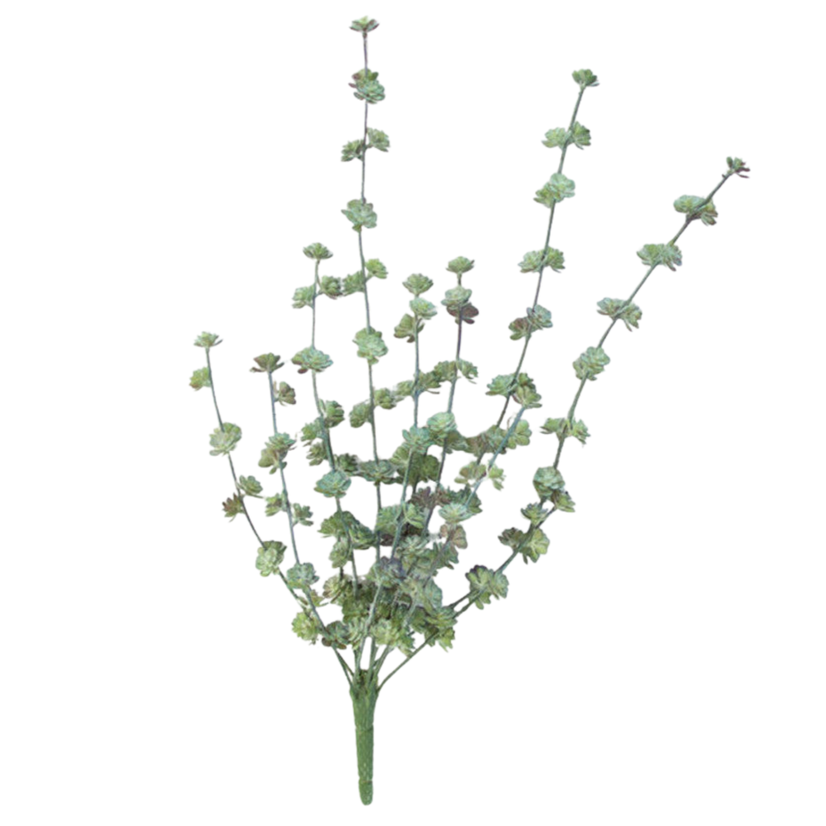 Succulent Bush