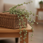 Succulent Bush 2