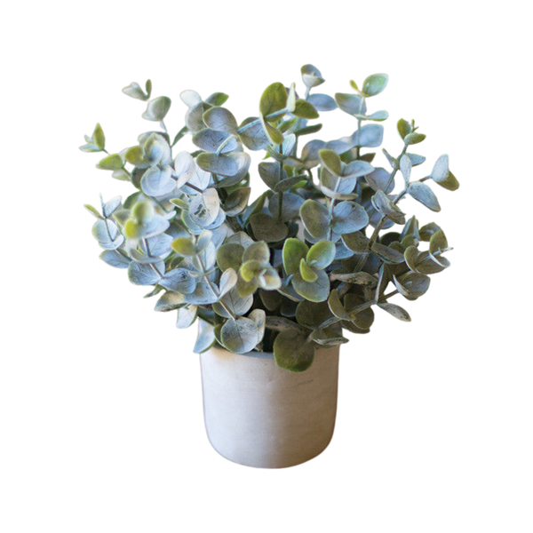 Boxwood Sage Plant in Concrete Pot