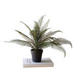 Phoenix Plant in Black Plastic Pot, 22 X 16 in. 1