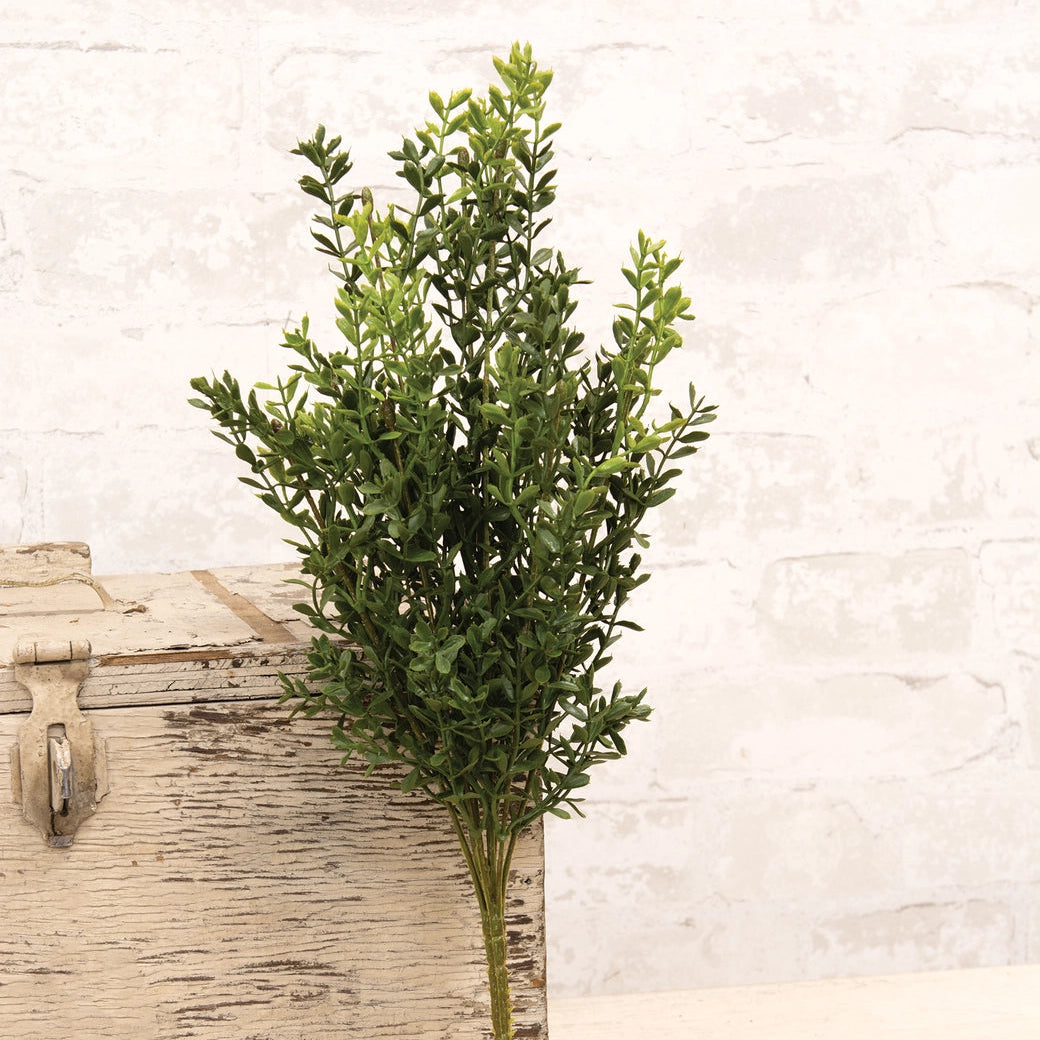 New England Boxwood Bush, 19 in.