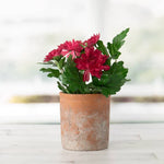 Red Cement Cylinder Pot, 5.75 X 6 in. 2