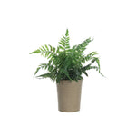 Faux Fern in Paper Pot, 14
