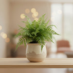 Faux Fern in Paper Pot, 14