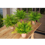 Green House Fern Collection, Assorted, Priced Individually, 20 in. 1