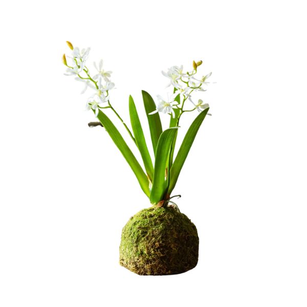 Mini Vanda Orchid in Moss Ball, White, 12.5 X 6 X 16 in.