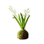 Mini Vanda Orchid in Moss Ball, White, 12.5 X 6 X 16 in. 1