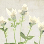 Tissue and Watercolor Ivory Flowers, Black Frame, 10 X 8 in. 2