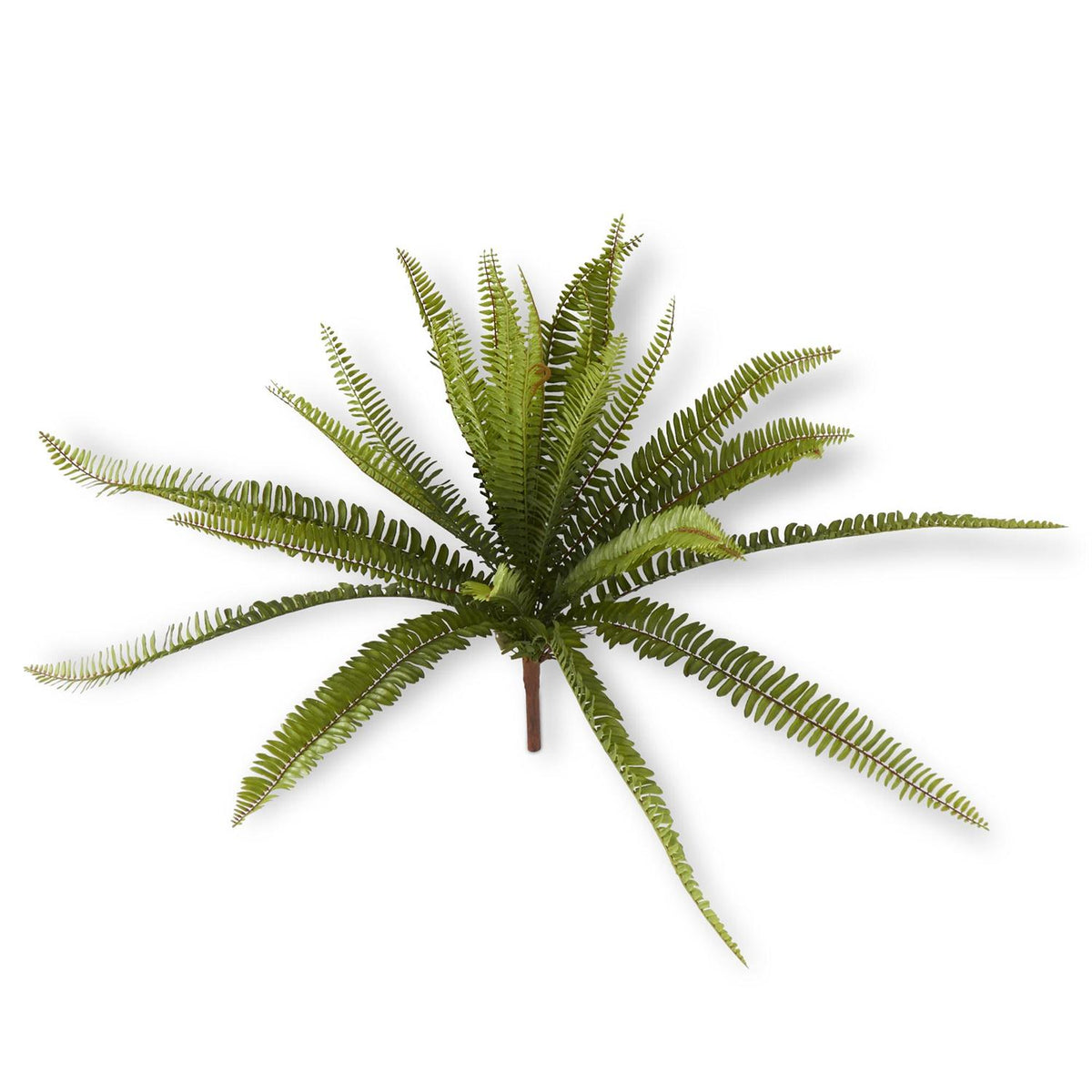 Fern Bush with lush green fronds spreading outward, perfect for adding natural decor accents to any room, available from Knotty and Board, Every Room Needs A Little Knotty and Board.