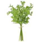 Fresh green Parsley Bundle 18