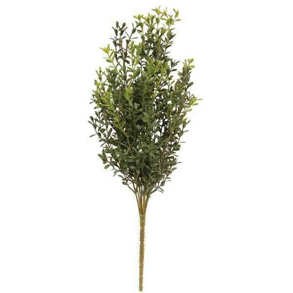 New England Boxwood Bush, 19 in.