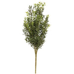 New England Boxwood Bush, 19 in. 1