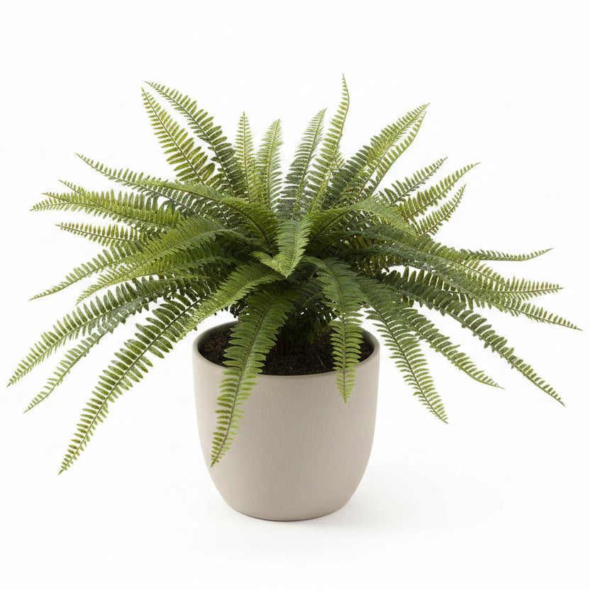 Fern Bush
