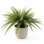 Fern Bush 2