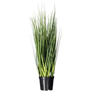 Tall, lush green grass in a black pot, ideal for home decor, kitchen accents, or gifts, featuring the Extra Full Grass Potted, 24 in. from Knotty and Board.