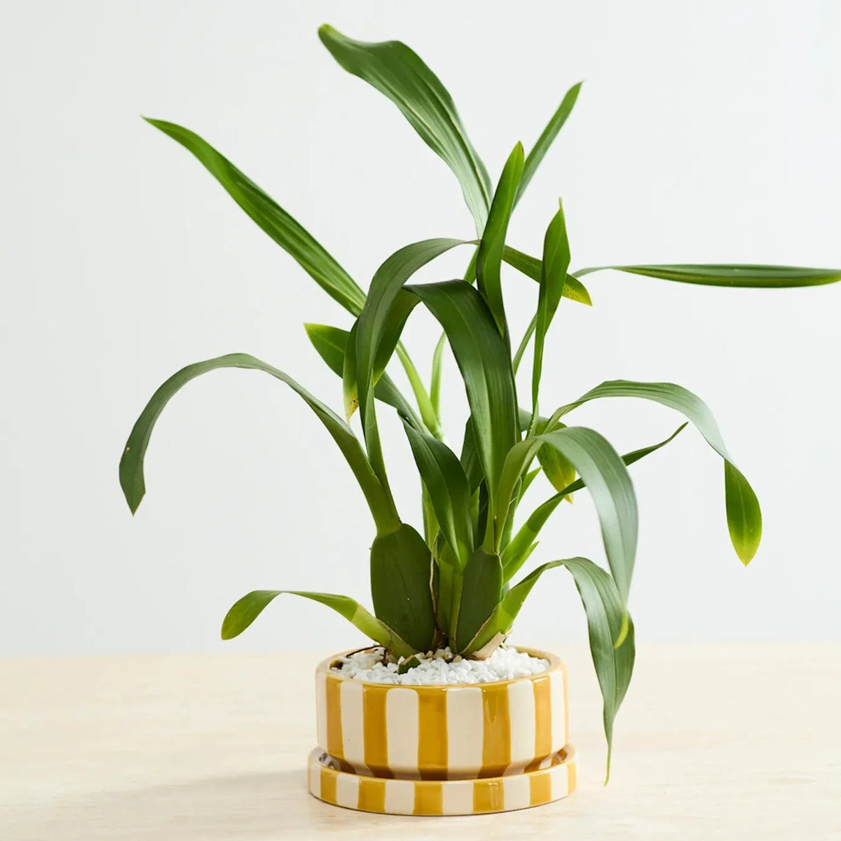 Saffron Pot with Saucer, 6.5 X 3 in.