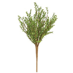 Baby Boxwood Bush, 16 in. 1