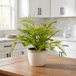Fern in Charcoal Ceramic Pot, 8 in. 2