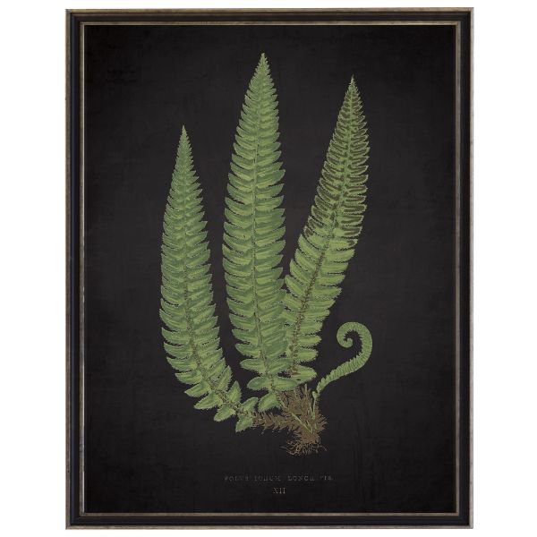 Fern C on Aged Black Background Artwork, 12 X 16 in.