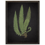 Fern C on Aged Black Background Artwork, 12 X 16 in. 1