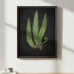 Fern C on Aged Black Background Artwork, 12 X 16 in. 2