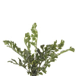 Fern Bush, 15 in. with lush green leaves, perfect for adding natural decor accents to any room, ideal as a charming gift from Knotty and Board, where Every Room Needs A Little Knotty and Board. 1