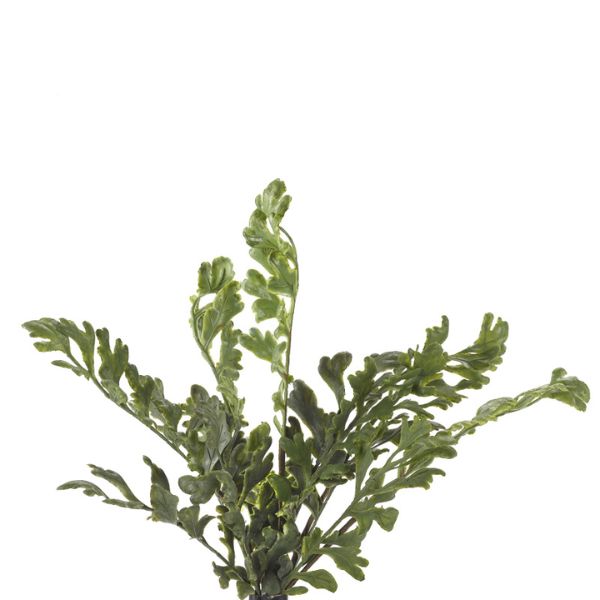 Fern Bush, 15 in. with lush green leaves, perfect for adding natural decor accents to any room, ideal as a charming gift from Knotty and Board, where Every Room Needs A Little Knotty and Board.