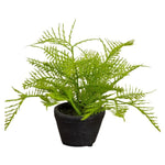 Fern in Charcoal Ceramic Pot, 8 in. with lush green leaves displayed in a modern charcoal ceramic pot, perfect decor gift for kitchen, dining, and entertaining spaces by Knotty and Board. 1