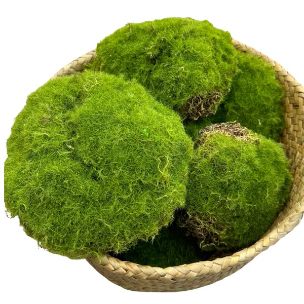 Moss Balls, Assorted Sized, Pack of Six nestled in a woven basket, showcasing vibrant green decor perfect for enhancing any room with natural charm from Knotty and Board.
