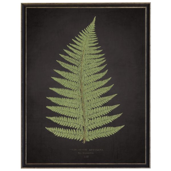 Fern B on Aged Black Background Artwork, 12 X 16 in.