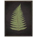 Fern B on Aged Black Background Artwork, 12 X 16 in. 1