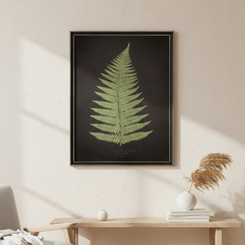 Fern B on Aged Black Background Artwork, 12 X 16 in.