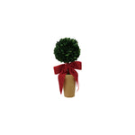 Boxwood Tree in Terra-cotta Pot w/ Red Velvet Bow, 10.5 in. 1