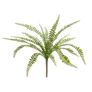 Button Fern Bush, 17 in. with vibrant green leaves, perfect for adding natural decor and a fresh touch to any room or gift setting from Knotty and Board.