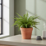 Button Fern Bush, 17 in. 2