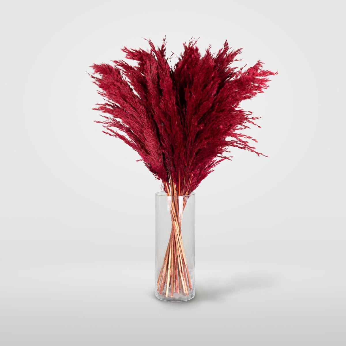 Burgandy Plume, 31 in.