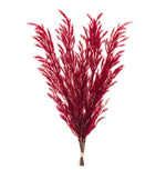 Burgandy Plume, 31 in. 1