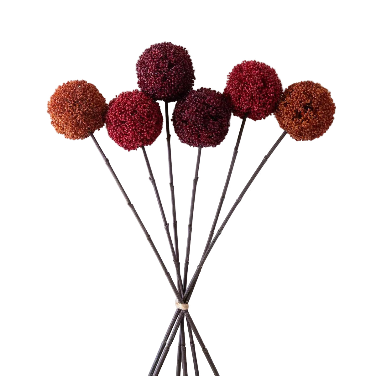 Allium Ball Stem 24