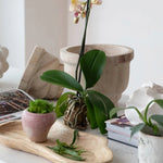 Decorative Paulownia Wood Tray, 17